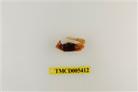 藏品(乳白南方招潮蟹)的圖片